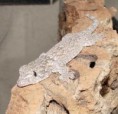 gecko marmol